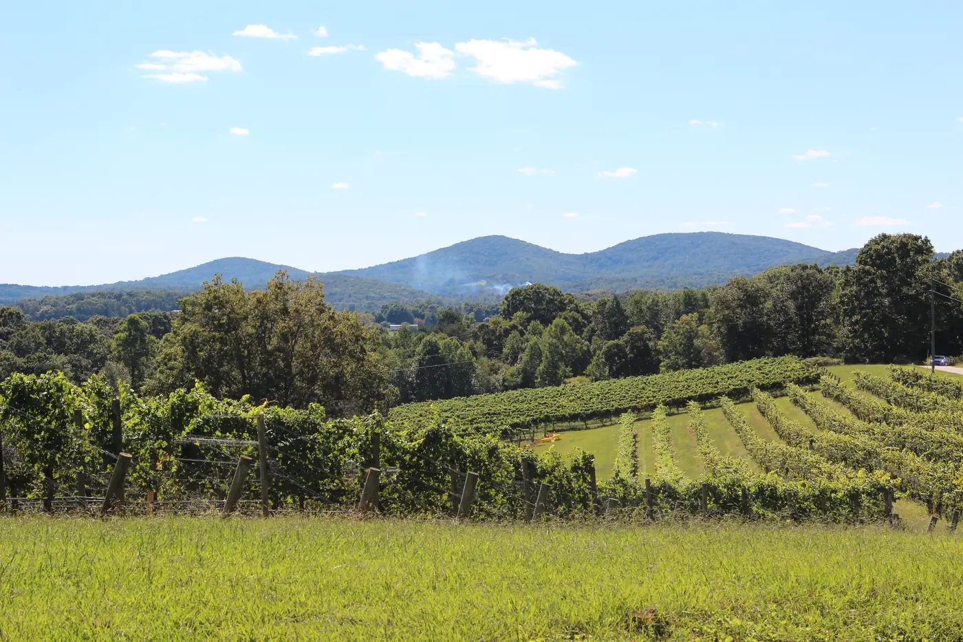 Rows of green grapevines on a hillside with wooded hills and a three-peaked mountain under blue sky